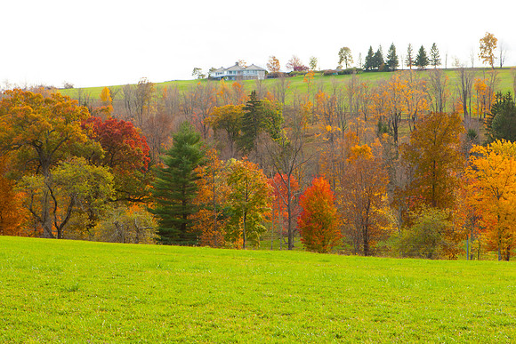 2020 _Foliage_8185