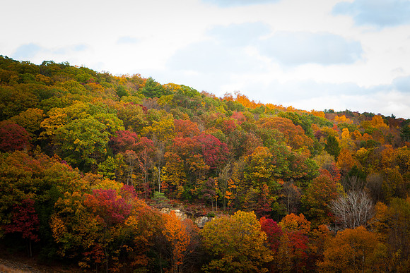 2020 _Foliage_8191