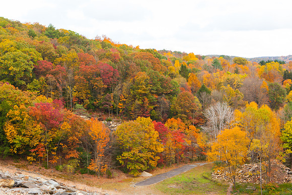 2020 _Foliage_8205