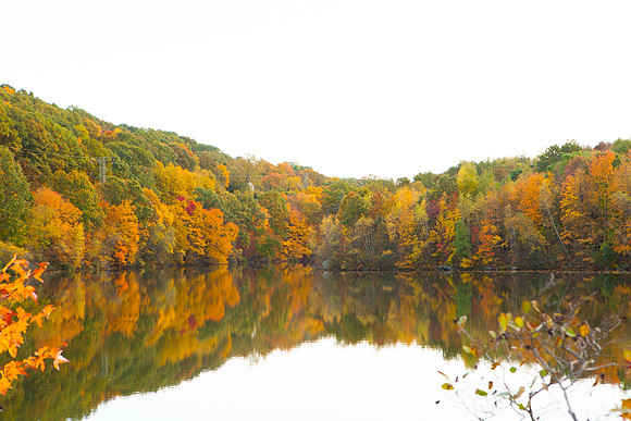 2020 _Foliage_8216