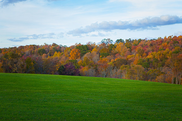 2020 _Foliage_7958