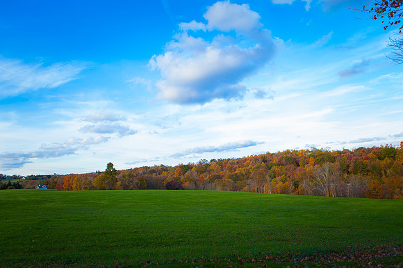 2020_Foliage_7964