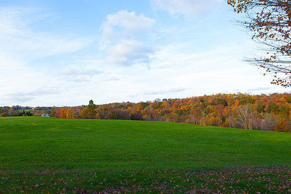 2020 _Foliage_7977