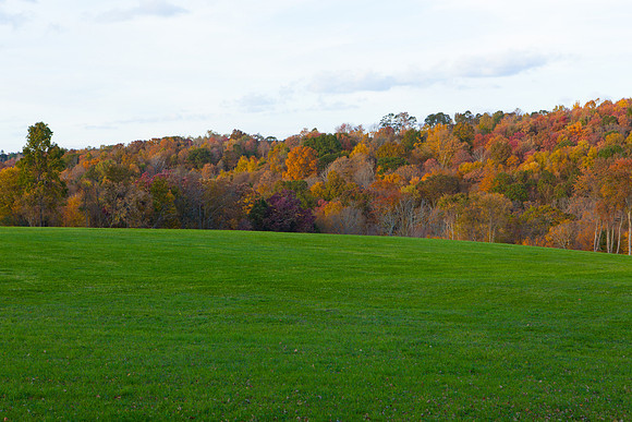 2020 _Foliage_7978