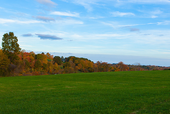 2020 _Foliage_7995