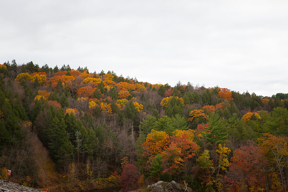 2020 _Foliage_8326