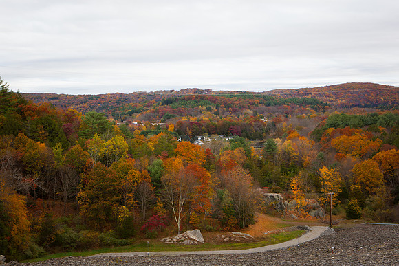 2020 _Foliage_8328