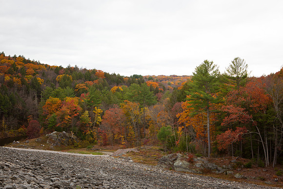 2020 _Foliage_8327