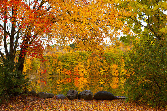 2020 _Foliage_8224