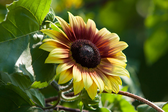 Sunflower_7155