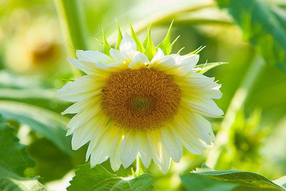 Sunflower_7198