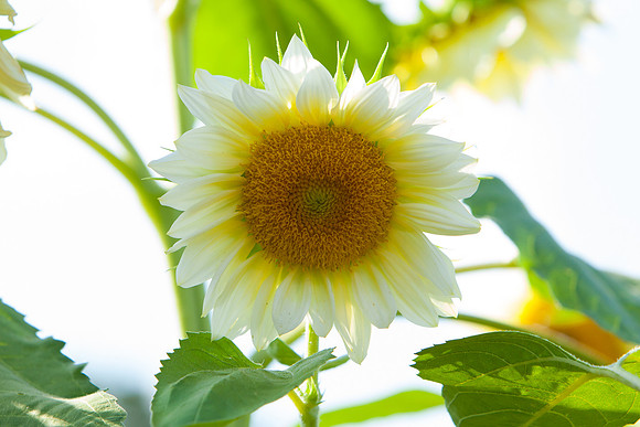 Sunflower_7199