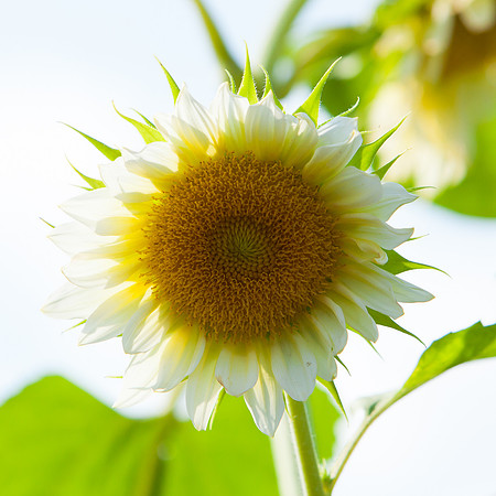Sunflower_7208