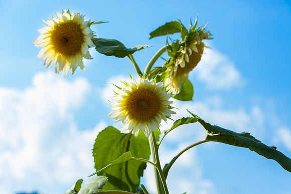 Sunflower_7210