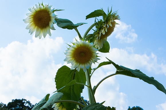 Sunflower_7213