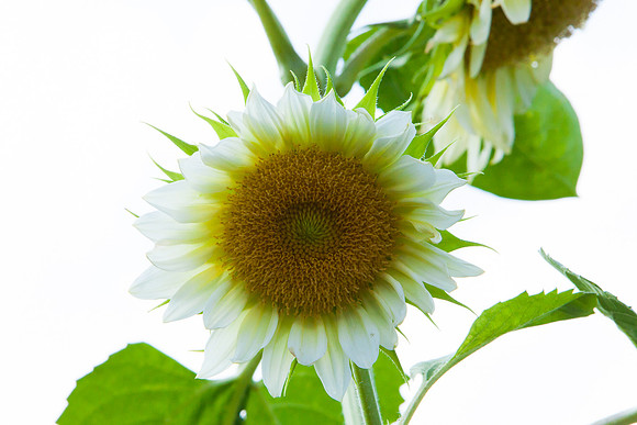 Sunflower_7217