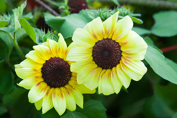 Sunflower_7222