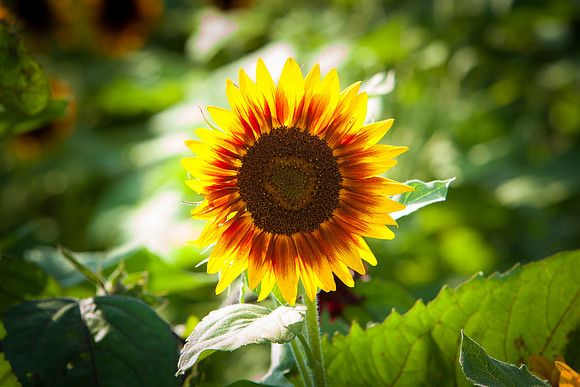 Sunflower_7226